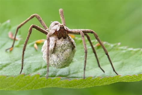 Matt Cole Macro Photography Nursery Web Spider With Egg Sac