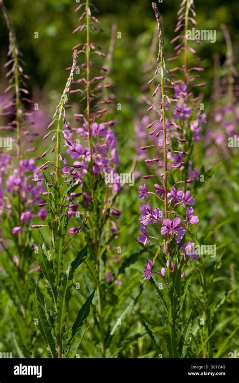 Pink Flowers Chamerion Angustifolium On Meadow Stock Photo Alamy