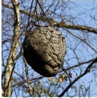 Giant Hornet S Nests Are Safe To Remove From Trees In Winter WBIW
