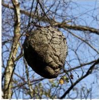 Giant Hornet S Nests Are Safe To Remove From Trees In Winter Wbiw