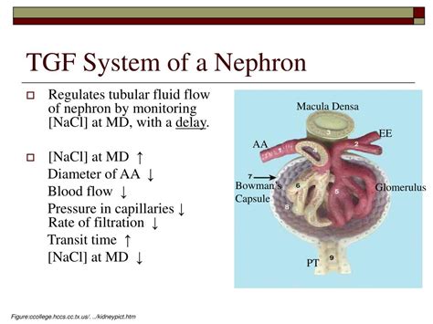 Ppt Stochastic Modeling Of Coupled Nephrons Powerpoint Presentation