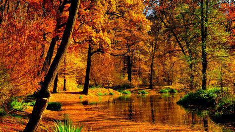 Yellow Autumn Fall Leaves Trees Forest Background Reflection On Lake