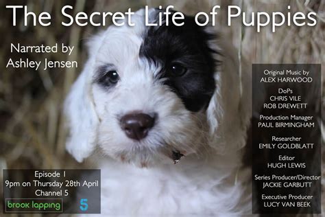 The Secret Life Of Puppies And Kittens Alexandra Harwood