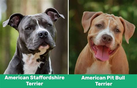 Staffordshire Bull Terrier Vs American Pit Bull Terrier Poleprun
