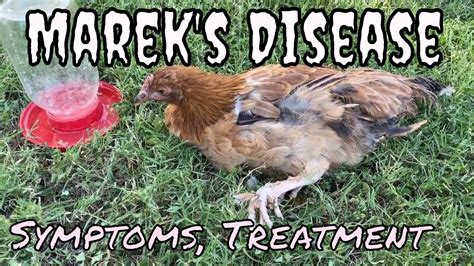 Mareks Disease In A Chicken What Are Symptoms Youtube