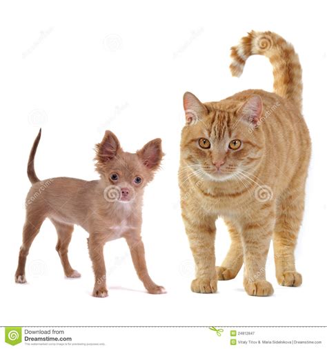 Small Dog And Big Cat Royalty Free Stock Photography