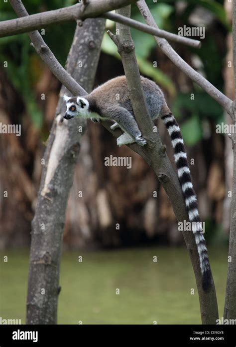 Ring Tailed Lemurs Lemur Catta Lemuridae Primates Madagascar