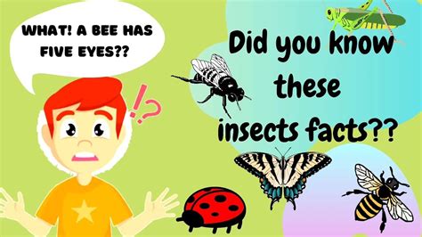 Insects Facts For Kidspreschool Learning Did You Know These Insects