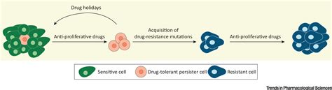 Targeting Cancer Cell Dormancy Trends In Pharmacological Sciences