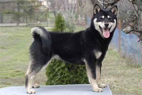 Hokkaido Dog Breed Information American Kennel Club