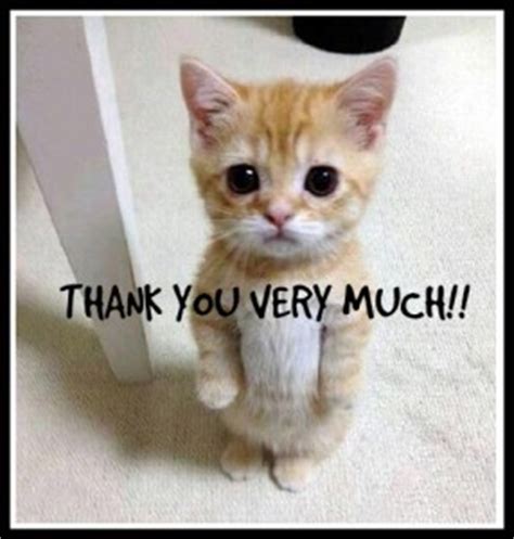 Funny stuff always remembers to us. JUST FOR LAUGHS! - Second Chance for Strays