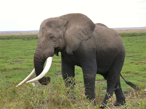 Elephant Walking Green Grass Amboseli National Park Kenya Animal
