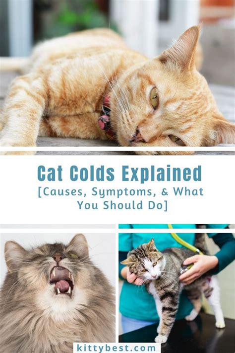 Cat Colds Explained Causes Symptoms Cat Cold Cat Illnesses Sick Cat