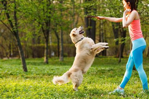 How To Train Your Dog To Jump On Command Wag