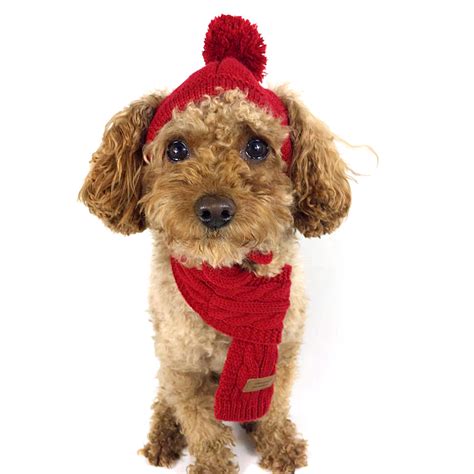 Winter Hats For Dogs Promotion Shop For Promotional Winter Hats For Dogs On