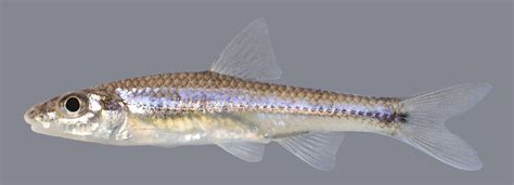 Longjaw Minnow - Discover Fishes
