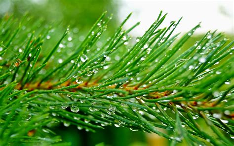 Hd Wallpapers For Theme Pine Trees Hd Wallpapers Backgrounds Images