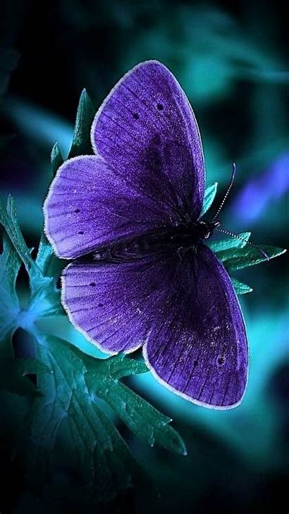 Butterfly Phone Dark Wallpapers Purple Cool Butterflies