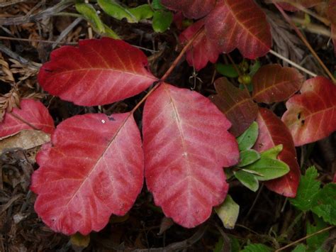 Poison Oak Poison Oak Plant Leaves Kill Poison Ivy