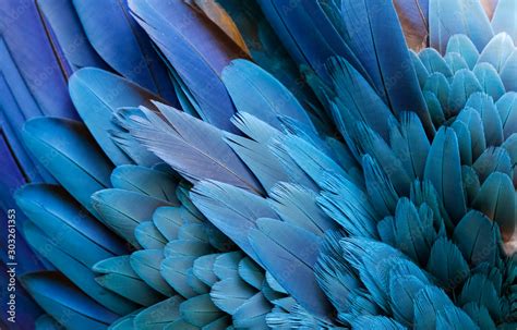 Close Up Of Beautiful Bird Feathers Of Blue And Yellow Macaw Exotic