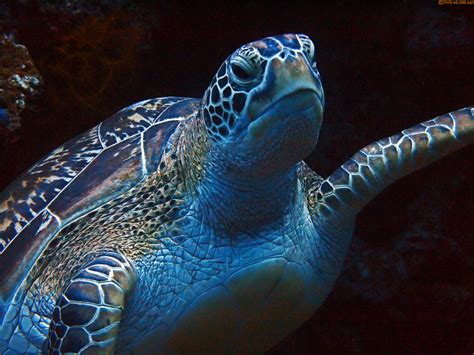 Green Sea Turtle Chelonia Mydas Indonesia Central Sula Flickr