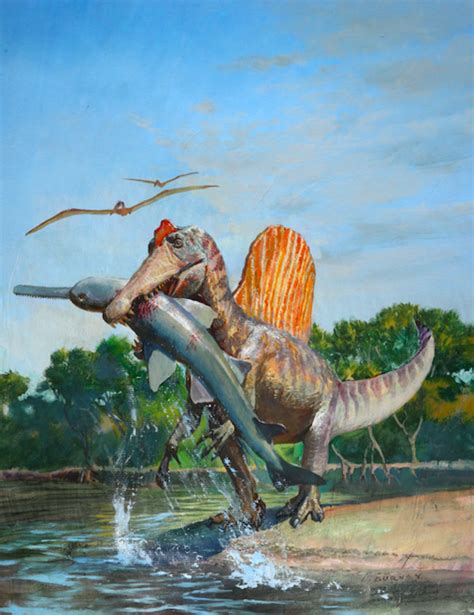 Spinosaurus Aegyptiacus Is Not A Specialized Aquatic Dinosaur Study
