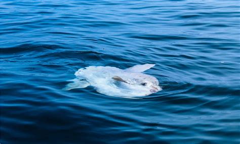 Discover The Largest Sunfish Ever Recorded Wiki Point