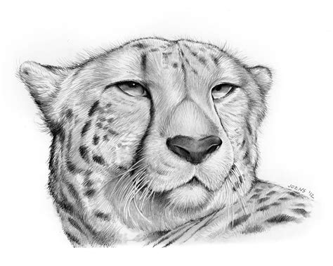 Cheetah Drawing By Greg Joens Pixels