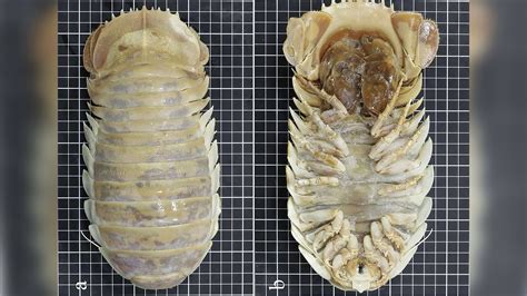 Giant Isopod Bathynomus Giganteus