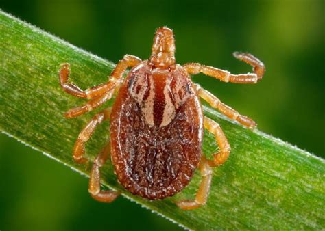 Lyme Disease Concern Growing In Alabama