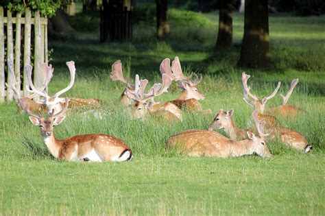 Dunham Park Cheshire Deer In Dunham Massey National Trust Flickr