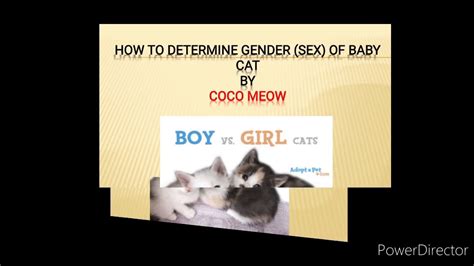 Male Or Female Determine The Gender Of Kitten Youtube