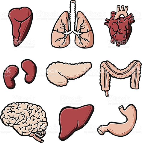 Collection Of Organ Clipart Free Download Best Organ Clipart On