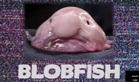 Blobfish Wins Worlds Ugliest Animal Contest Video The World From Prx