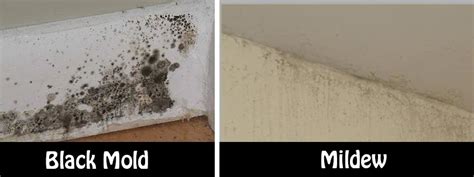 Stachybotrys thrives in damp, wet areas with high humidity levels that maintain these environmental conditions for weeks. Natural and Simple Solutions to Rid Your Home of Mold and ...