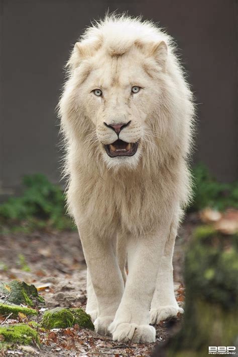 White Lion By Bert Broers 500px Rare Albino Animals Albino Animals