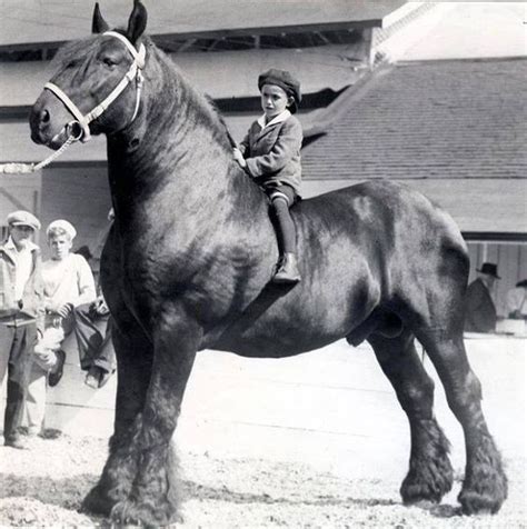 Unraveling The Incredible Story Of Sampson The Worlds Tallest And
