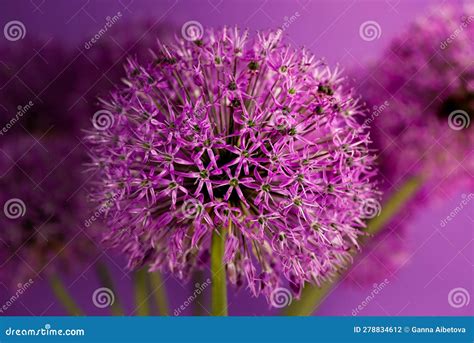 Beautiful Purple Allium Giganteum Flower Head On A Violet Background