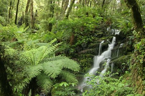 41059 Ferns Photos Free And Royalty Free Stock Photos From Dreamstime