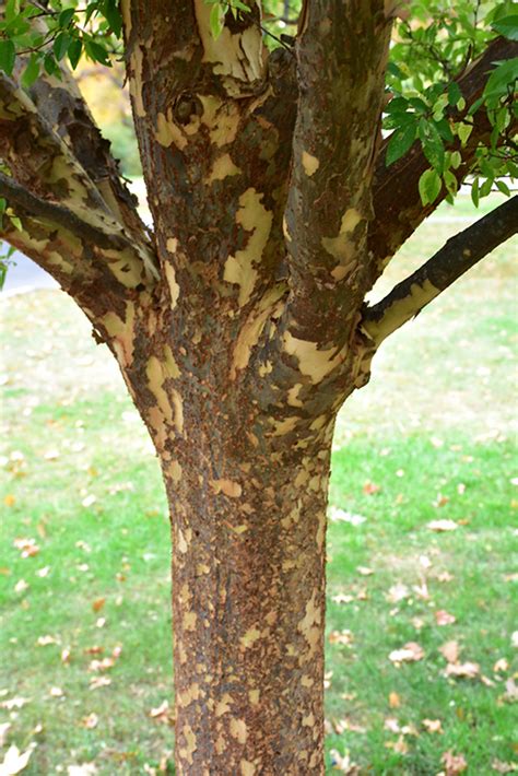 Lacebark Elm Ulmus Parvifolia In Oklahoma City Edmond Norman Moore