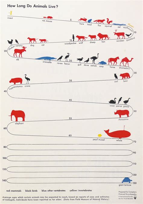 Swissmiss How Long Do Animals Live