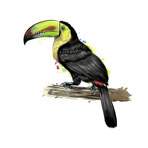 Colorful Toucan Bird