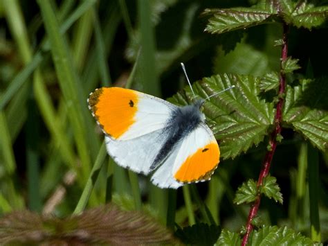 Martins Sussex Birding Blog Orange Tip Butterfly