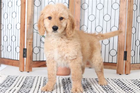They make excellent house dogs, interact well with children, and get along with other animals. Oscar- Amazing Male Mini F1B Goldendoodle Puppy - Florida ...