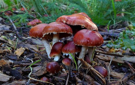 Free Images Nature Forest Autumn Fauna Fungus Fungi Mushrooms