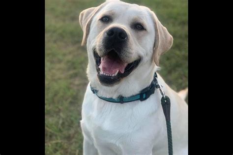 Akc lab puppies akc black and chocolate lab puppies for sale ready to go home 11/4/19 raised with pets and children parents on site located in auburn, maine. Saddle Creek English Labradors - Labrador Retriever ...