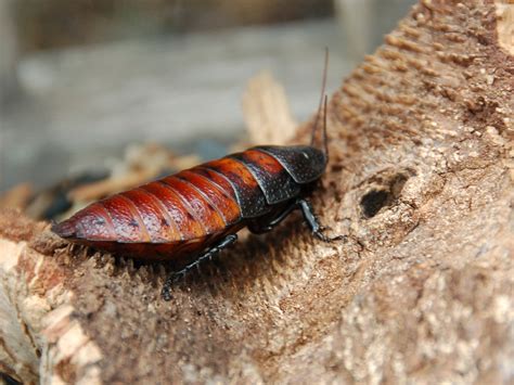 Filefemale Madagascar Hissing Cockroach Wikipedia