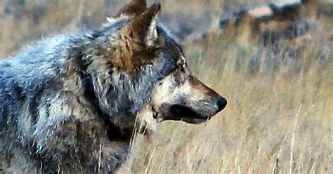 44 Wolves Taken In First Wolf Hunt In Wyoming Since 2013