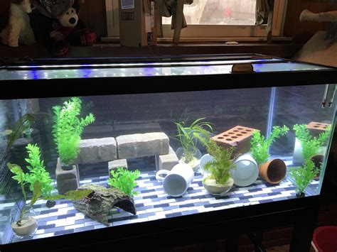 My New Axolotl Tank Raquariums