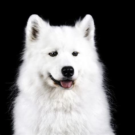 Samoyed Dog Isolated On Black Background — Stock Photo © Melory 1548998